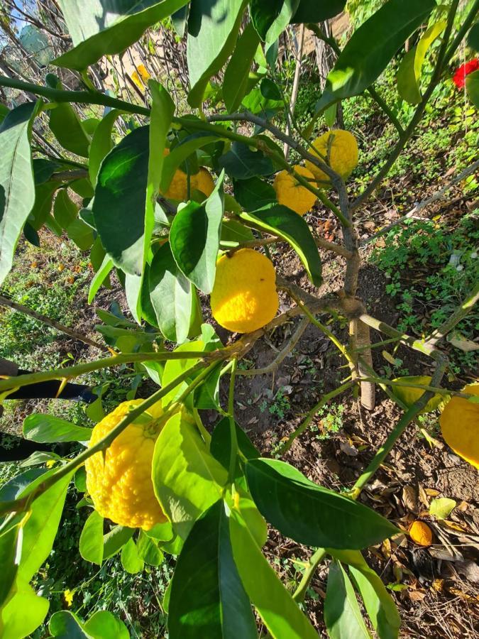 Azienda Agrituristica La Janna Di La Faj Будони Екстериор снимка